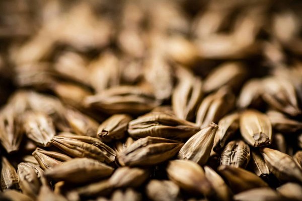 Quel est l'impact des graines germées sur la nutrition et la santé digestive?